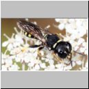 Lestica cf alata - Grabwespe 01a 9mm Teverener Heide.jpg